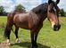 Flashy welsh D mare