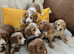 5week old outstanding full DNA tested Cockerpoo puppies
