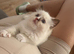 Ragdoll beautiful girl Ready now