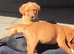 KC Registered Labrador Puppies