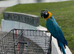 Bird/ parrot boarding/ holiday service, registered, hampshire