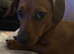 Minature Dachshund cross Staffie