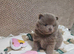 Amazing lilac girls russian line pomeranians