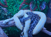 carpet pythons