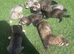 Half European polecat