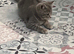 Gorgeous pure British shorthaired kittens
