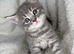Maine conn x British shorthair