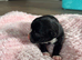 shih tzu pups ready to reserve
