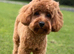 Red Cavapoo Stud