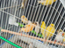 Mixed canaries