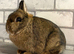 Netherland Dwarf Agouti female