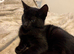Very affectionate Black Kitten