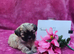 Gorgeous small F1 Malshi puppies (Maltese x Shihue