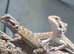 Baby bearded dragons