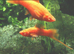 SWORDTAILs TROPICAL AND COLDWATER LIVEBEARERS Cultivated N Wild Forms from &pound;3