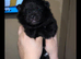 Pomeranian puppies for sale