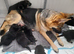 1 pup available