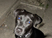 Male Patterdale Age 1