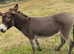 Donkey mares