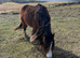 2 Year Old Friesian X Cob X ID Colts