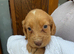 Cocker spaniel puppies
