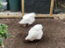 White wynedotte hens
