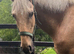Gentle giant for sale