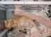 Fluffy big rope french bulldogs