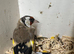 Goldfinch cock