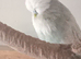 Exhibition budgies