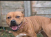 Red KC Staffordshire bull terriers