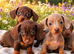 Gorgeous small dachshund puppies