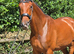 17.1hh Homebred Waldo van dungen gelding