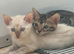 Beautiful tica registered bengal kittens