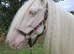 14.2hh 10 year old mare