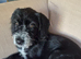 Rehome