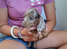 Miniature dachshund puppies for sale