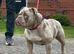 Olde English Bulldog