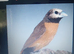 Grey Crowned Mannikins