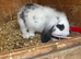 Baby rabbits for sale