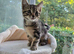 Six beautiful Tabby kitten for sale