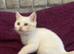 Gorgeous British Shorthairs kittens