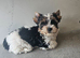 Yorkshire Terrier Puppies – 2 Boys Looking for Loving Homes