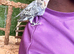 Hand-Tame Baby Budgie – Ready for a Loving Home