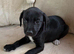 Collie bull greyhound puppies