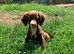 Cocker spaniel puppies, ready to leave.