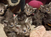 Pure Maine coon kittens