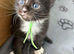 Gorgeous Reg. Maine Coon kittens from HEALTH TESTED PARENTS.