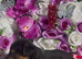 Tri jack Russell puppies