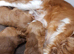 F1 toy cavapoo ready now